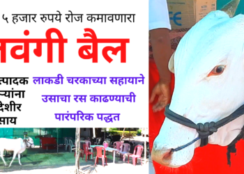 चरकाला जुंपलेला लवंगी बैल कमावतो हजारो रुपये रोज