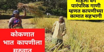 पारंपरिक गाणी म्हणत कोकणात भात कापणीला सुरुवात