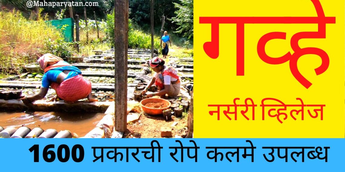 ५ कोटींचा व्यवसाय करणारे कोंकणातील छोटेसे गाव – Video