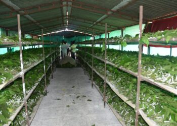 पुण्यातील म्हसोबावाडी होतेय रेशीम व्यवसायाची वाडी
