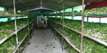 पुण्यातील म्हसोबावाडी होतेय रेशीम व्यवसायाची वाडी