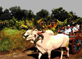 कृषी पर्यटन : रोजगार आणि पर्यटनाचा सुरेख मेळ