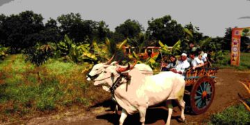 कृषी पर्यटन : रोजगार आणि पर्यटनाचा सुरेख मेळ