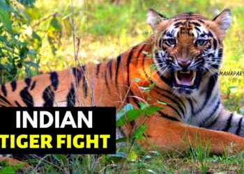 Indian Tiger Fight – दोन वाघांची झुंज – Video