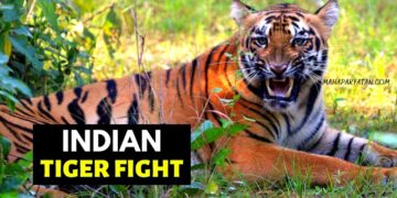 Indian Tiger Fight – दोन वाघांची झुंज – Video