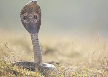 सर्पदंश : काळजी आणि उपचार
