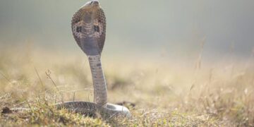 सर्पदंश : काळजी आणि उपचार