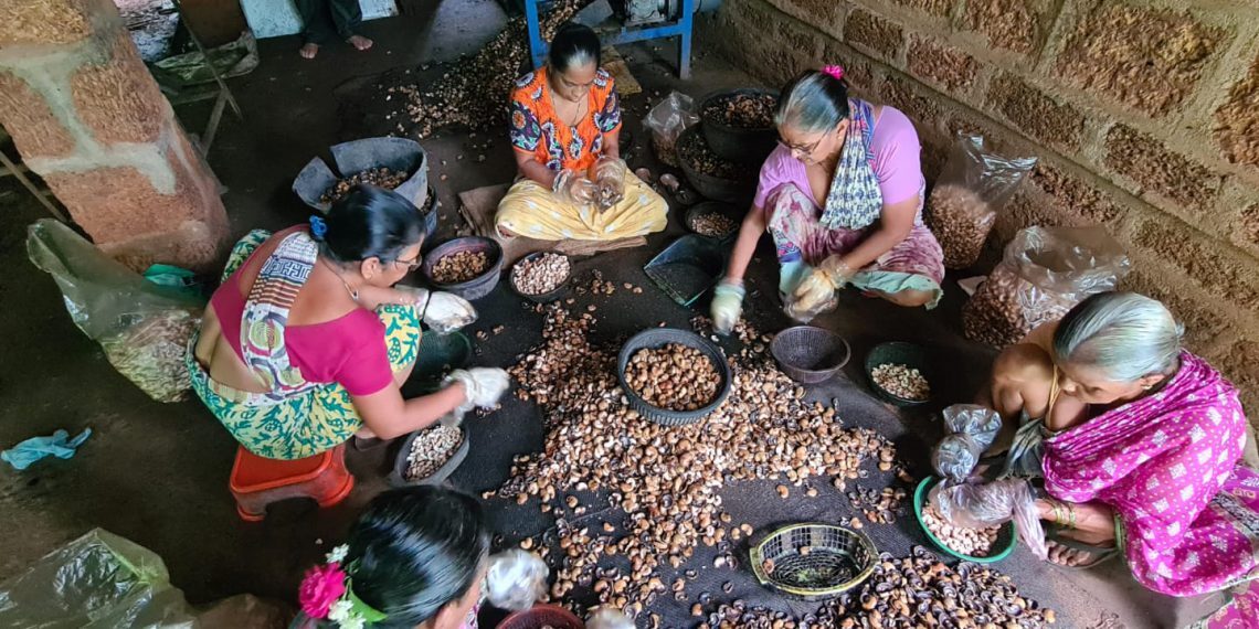 काजू प्रक्रियेतून महिला बचत गट आर्थिक दृष्ट्या होताहेत स्वयंपूर्ण