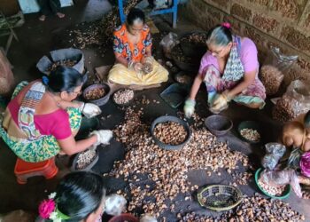 काजू प्रक्रियेतून महिला बचत गट आर्थिक दृष्ट्या होताहेत स्वयंपूर्ण