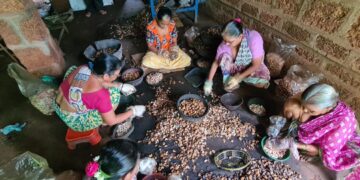 काजू प्रक्रियेतून महिला बचत गट आर्थिक दृष्ट्या होताहेत स्वयंपूर्ण