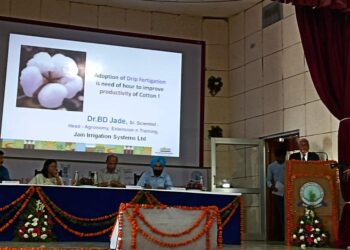 कापूस पिक वाढीसाठी ड्रिप फर्टिगेशन तंत्रज्ञानाचा वापर करणे काळाची गरज