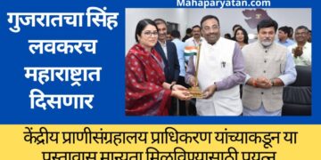 गुजरातचा सिंह लवकरच महाराष्ट्रात दिसणार