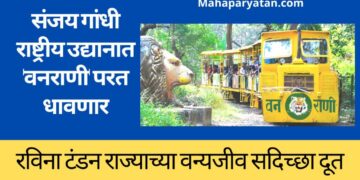 संजय गांधी राष्ट्रीय उद्यानात ‘वनराणी‘ परत धावणार