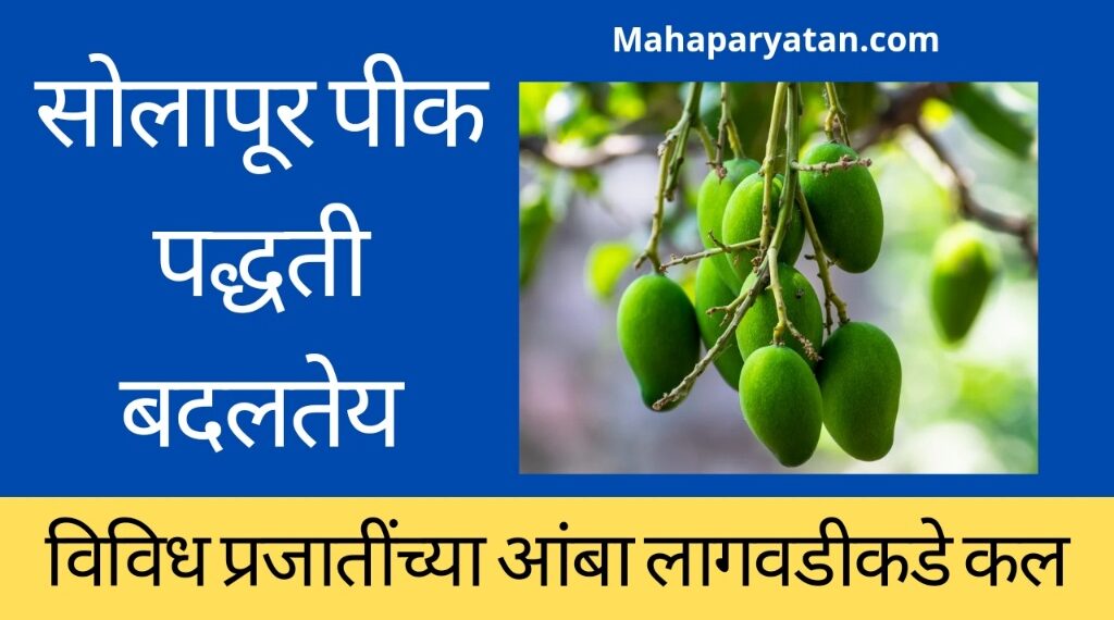 उसाच्या तुलनेत पाणी कमी लागत असल्याने सोलापूरात आंबा लागवडीकडे शेतकऱ्यांचा कल
