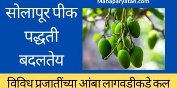 उसाच्या तुलनेत पाणी कमी लागत असल्याने सोलापूरात आंबा लागवडीकडे शेतकऱ्यांचा कल