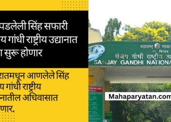 बंद पडलेली सिंह सफारी संजय गांधी राष्ट्रीय उद्यानात पुन्हा सुरू होणार