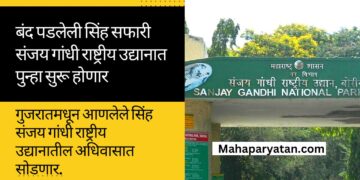 बंद पडलेली सिंह सफारी संजय गांधी राष्ट्रीय उद्यानात पुन्हा सुरू होणार