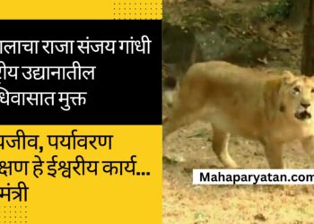 जंगलाचा राजा संजय गांधी राष्ट्रीय उद्यानातील अधिवासात मुक्त