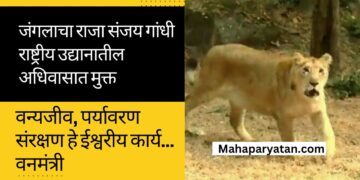 जंगलाचा राजा संजय गांधी राष्ट्रीय उद्यानातील अधिवासात मुक्त