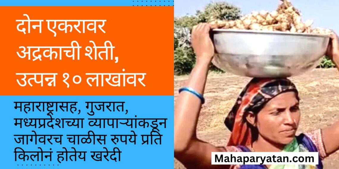 दोन एकरावर अद्रकाची शेती l उत्पन्न १० लाखांवर l
