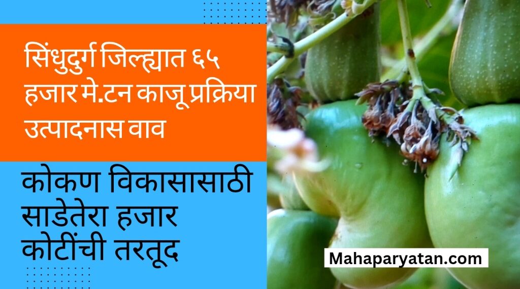 सिंधुदुर्ग जिल्ह्यात ६५ हजार मे.टन काजू प्रक्रिया उत्पादनास वाव