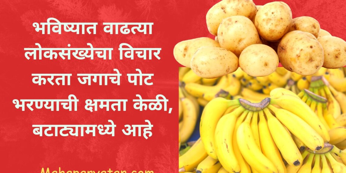 भविष्यात वाढत्या लोकसंख्येचा विचार करता जगाचे पोट भरण्याची क्षमता केळी, बटाट्यामध्ये आहे