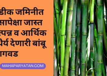 पडीक जमिनीत उसापेक्षा जास्त उत्पन्न व आर्थिक स्थैर्य देणारी बांबू लागवड