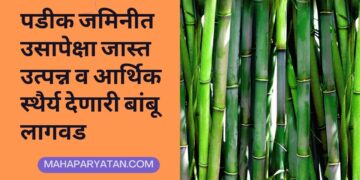 पडीक जमिनीत उसापेक्षा जास्त उत्पन्न व आर्थिक स्थैर्य देणारी बांबू लागवड