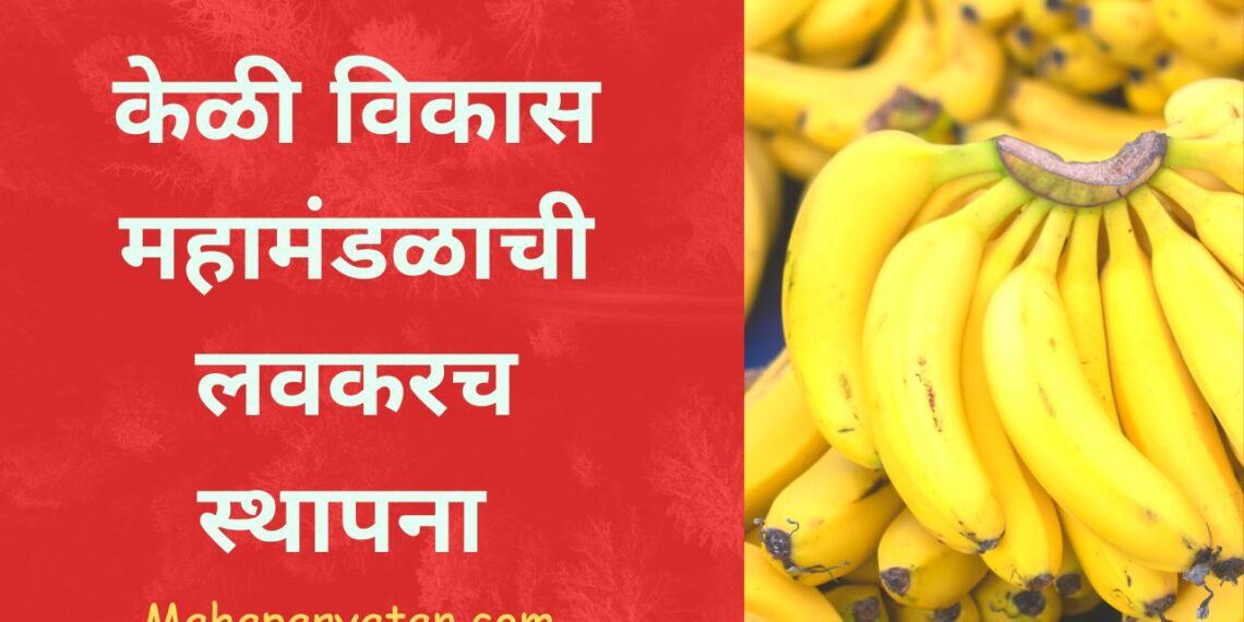 केळी विकास महामंडळाची लवकरच स्थापना
