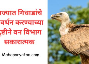 राज्यात गिधाडांची संख्या वाढण्याच्या दृष्टीने वन विभाग सकारात्मक