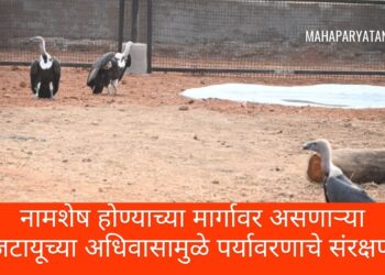 नामशेष होण्याच्या मार्गावर असणाऱ्या जटायूच्या अधिवासामुळे पर्यावरणाचे संरक्षण
