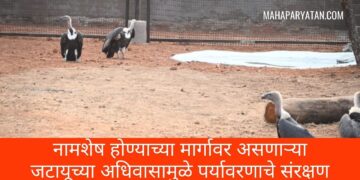 नामशेष होण्याच्या मार्गावर असणाऱ्या जटायूच्या अधिवासामुळे पर्यावरणाचे संरक्षण