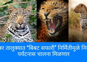 जुन्नर तालुक्यात ‘बिबट सफारी’ निर्मितीमुळे निसर्ग पर्यटनास चालना मिळणार