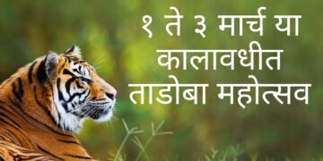 १ ते ३ मार्च या कालावधीत ताडोबा महोत्सव