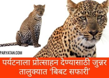 पर्यटनाला प्रोत्साहन देण्यासाठी जुन्नर तालुक्यात ‘बिबट सफारी’