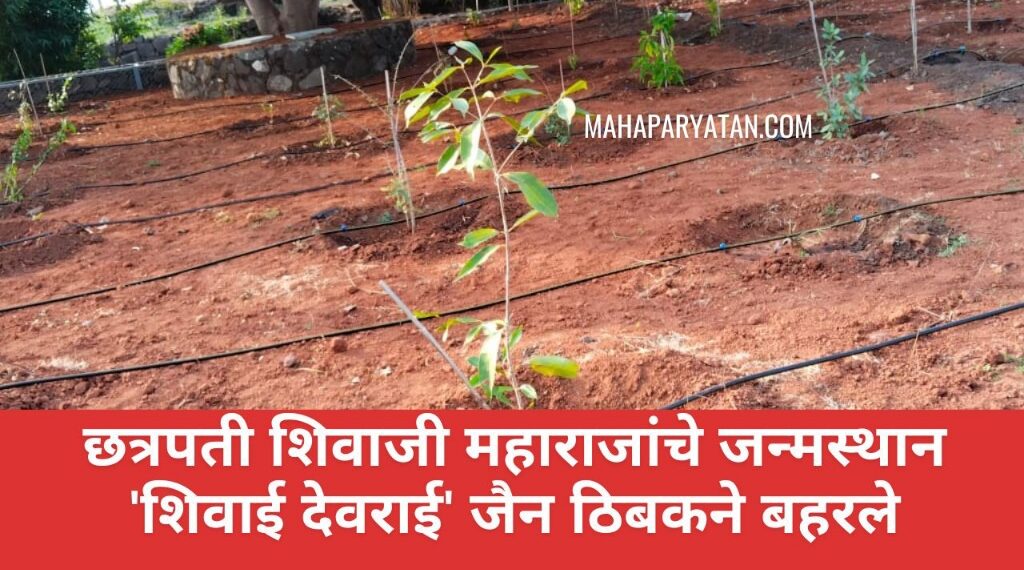 छत्रपती शिवाजी महाराजांचे जन्मस्थान ‘शिवाई देवराई’ जैन ठिबकने बहरले