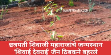 छत्रपती शिवाजी महाराजांचे जन्मस्थान ‘शिवाई देवराई’ जैन ठिबकने बहरले