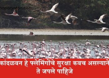 कांदळवन हे फ्लेमिंगोंचे सुरक्षा कवच असल्याने ते जपले पाहिजे