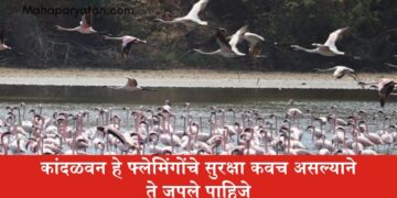 कांदळवन हे फ्लेमिंगोंचे सुरक्षा कवच असल्याने ते जपले पाहिजे