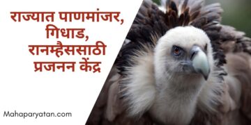 राज्यात पानमांजर, गिधाड, रानम्हैससाठी प्रजनन केंद्र