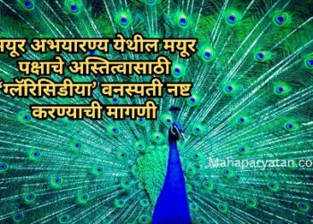 मयूर अभयारण्य येथील मयूर पक्षाचे अस्तित्वासाठी ‘ग्लॅरिसिडीया’ वनस्पती नष्ट करण्याची मागणी