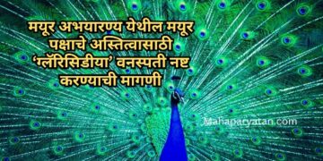 मयूर अभयारण्य येथील मयूर पक्षाचे अस्तित्वासाठी ‘ग्लॅरिसिडीया’ वनस्पती नष्ट करण्याची मागणी