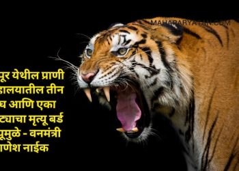 नागपूर येथील प्राणी संग्रहालयातील तीन वाघ आणि एका बिबट्याचा मृत्यू बर्ड फ्ल्यूमुळे – वनमंत्री गणेश नाईक