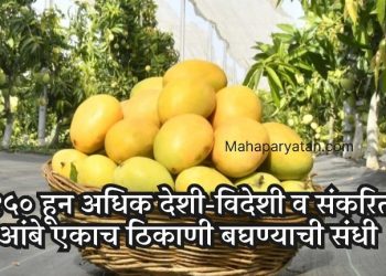 गौराई ग्रामोद्योग येथे आजपासून ‘मॅंगो फिस्टा’ आगळंवेगळं प्रदर्शन