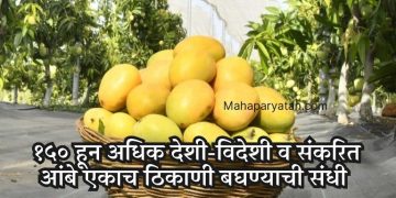 गौराई ग्रामोद्योग येथे आजपासून ‘मॅंगो फिस्टा’ आगळंवेगळं प्रदर्शन