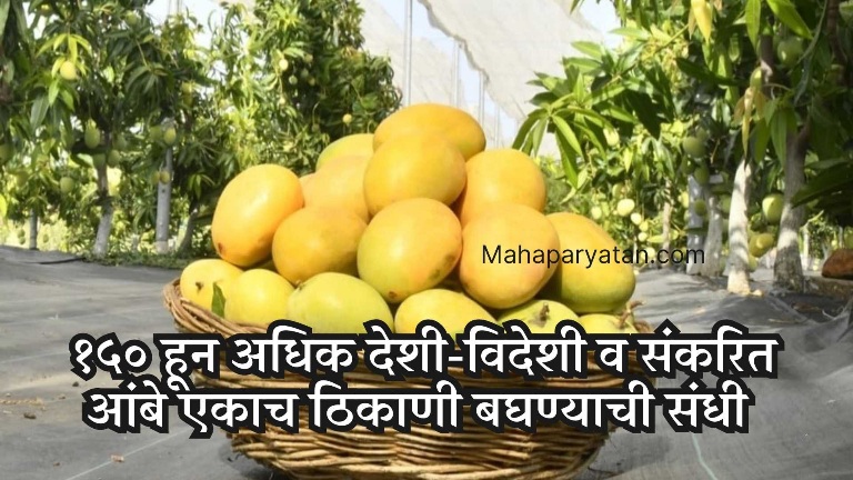 गौराई ग्रामोद्योग येथे आजपासून ‘मॅंगो फिस्टा’ आगळंवेगळं प्रदर्शन